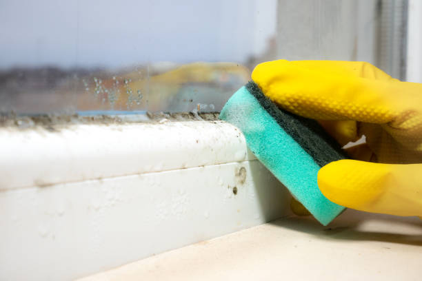 Best Basement Mold Remediation in Pen Argyl, PA
