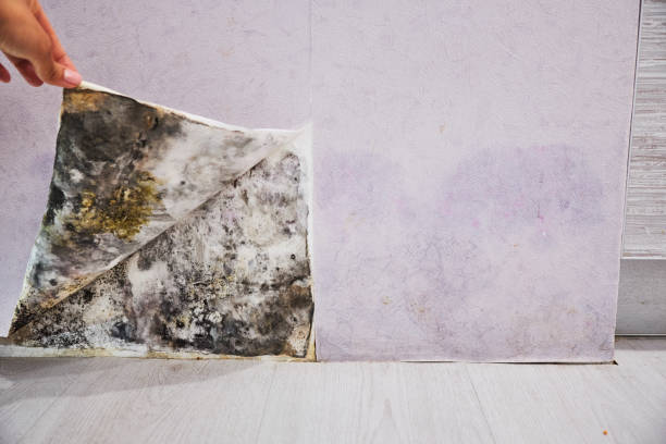 Best Kitchen Mold Remediation in Pen Argyl, PA
